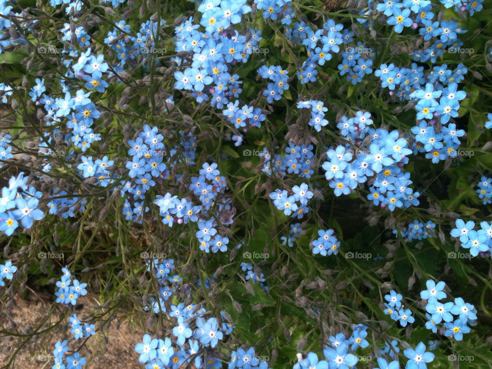 FORGET ME NOTS