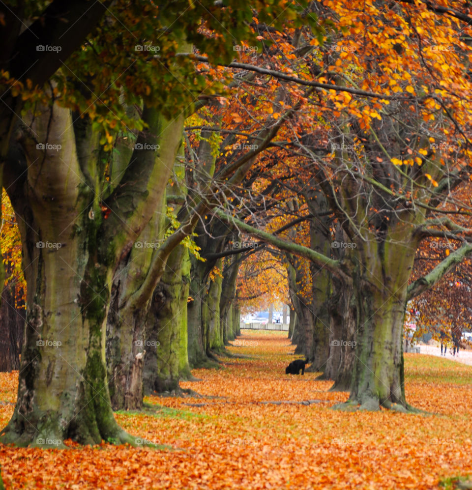 Treelined in park during autumn