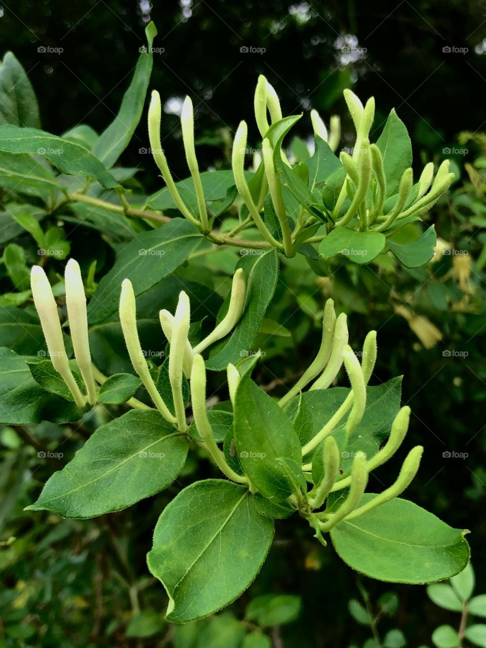 Buds waiting to bloom!