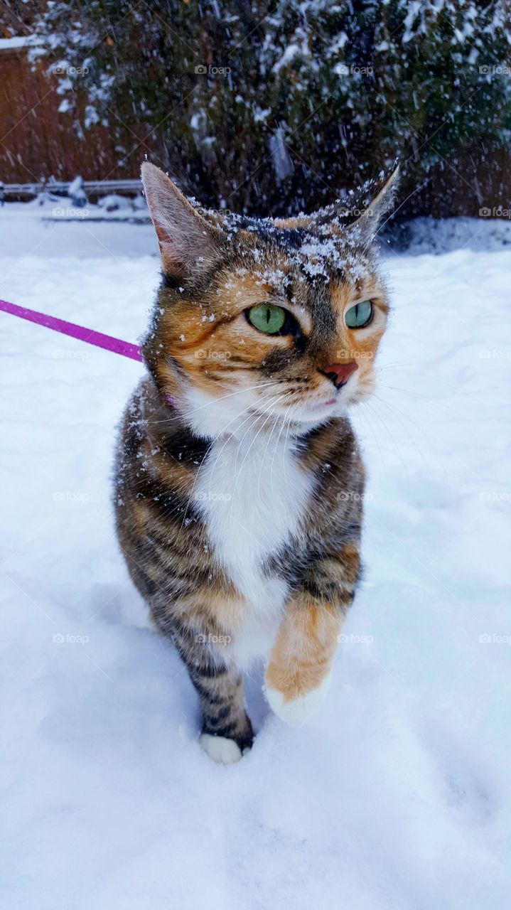 Snow Cat ❄🐈
Perfect Day For Playing With White Magic ☄