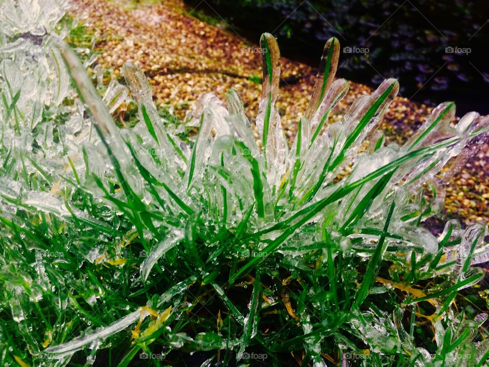 Frost glass grass
