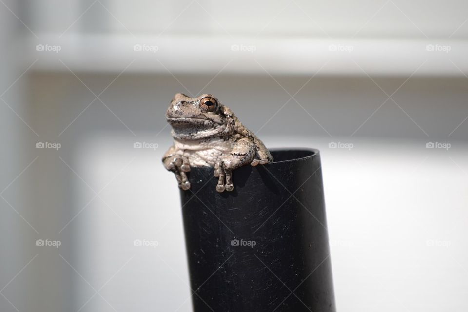 Da Toad