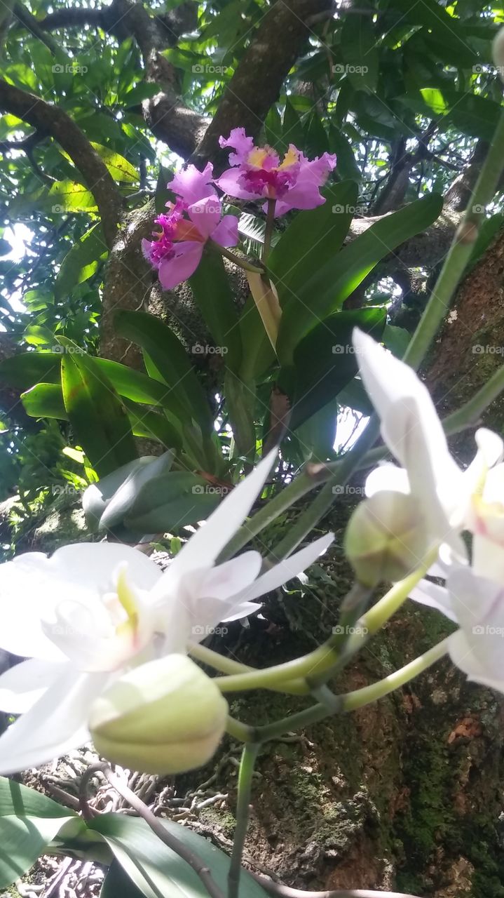 orquídea