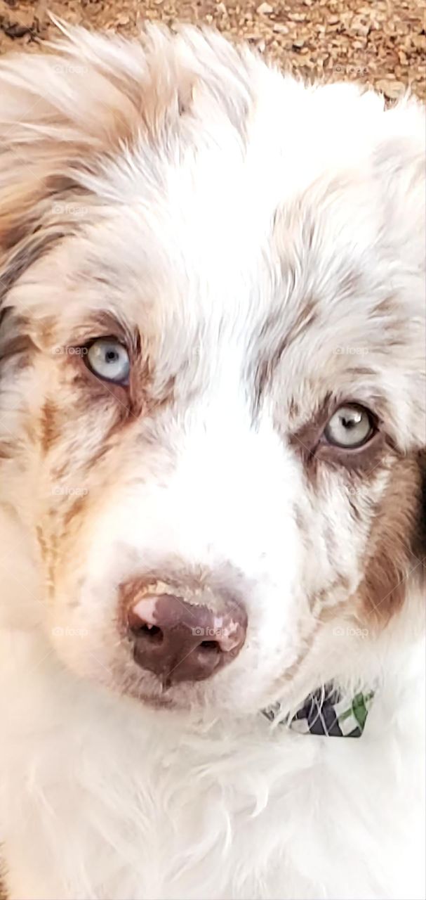 Wonderful Baby Boy Puppy Eyes