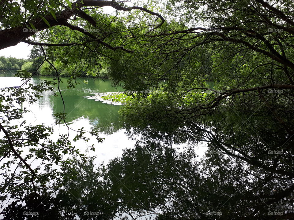 Lake Beyond Branches