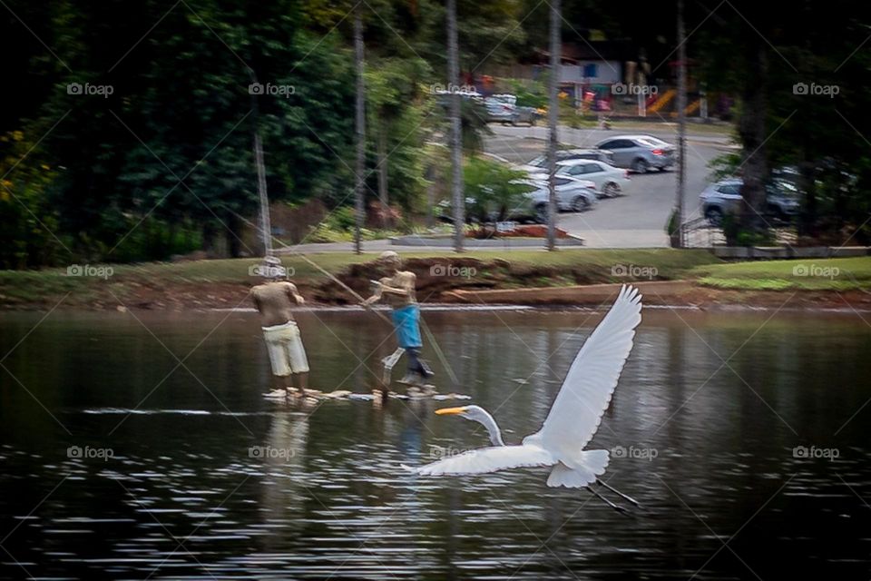 Garça voando com asas abertas