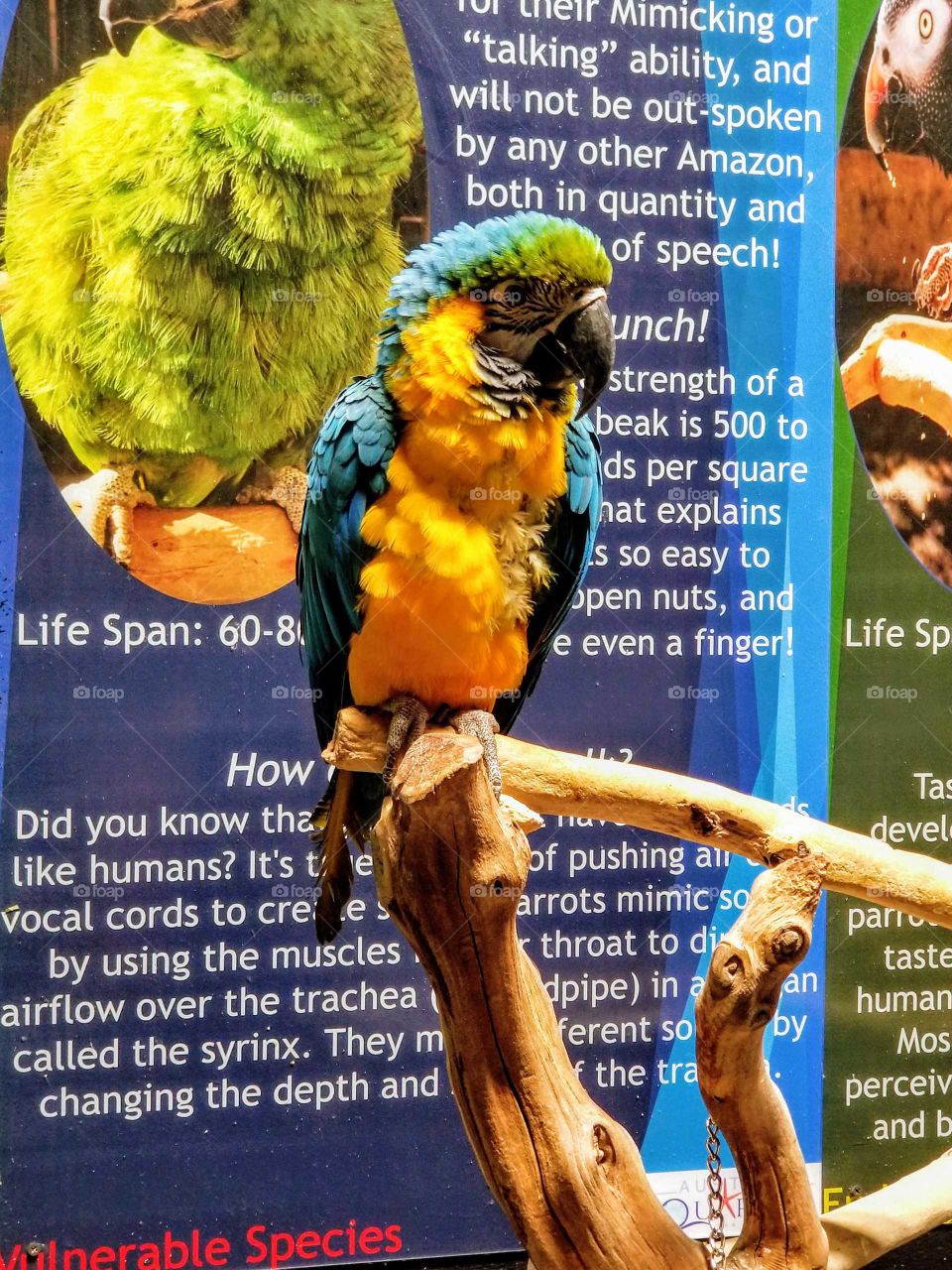 Blue, green, and yellow talking parrot at Austin Aquarium.