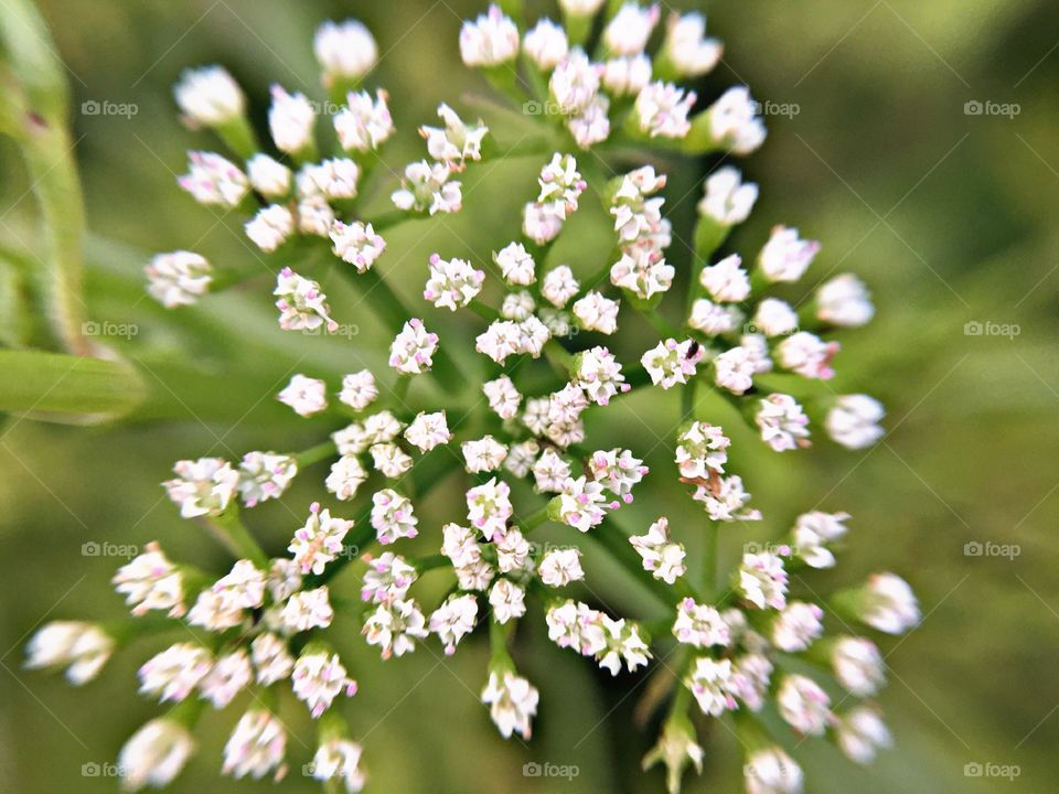 Beautiful white little flowers 