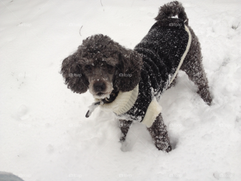 snow dog by jurg