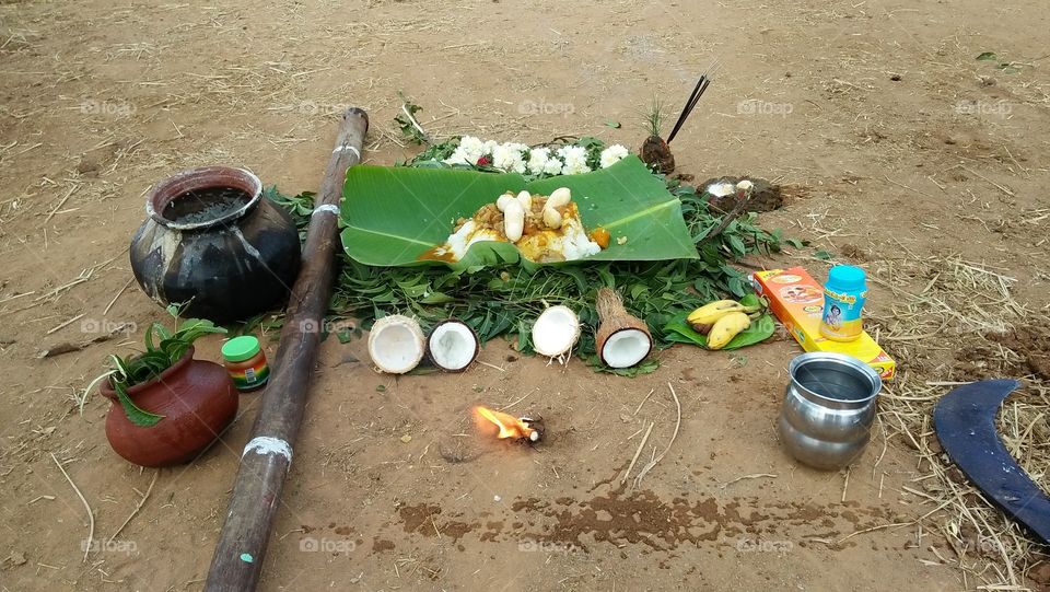 Celebration of cow pongal at my home in village tamil culture and traditional