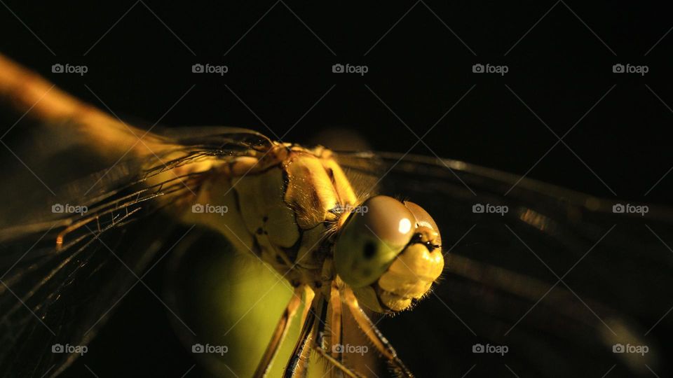 A dragonfly closeup 