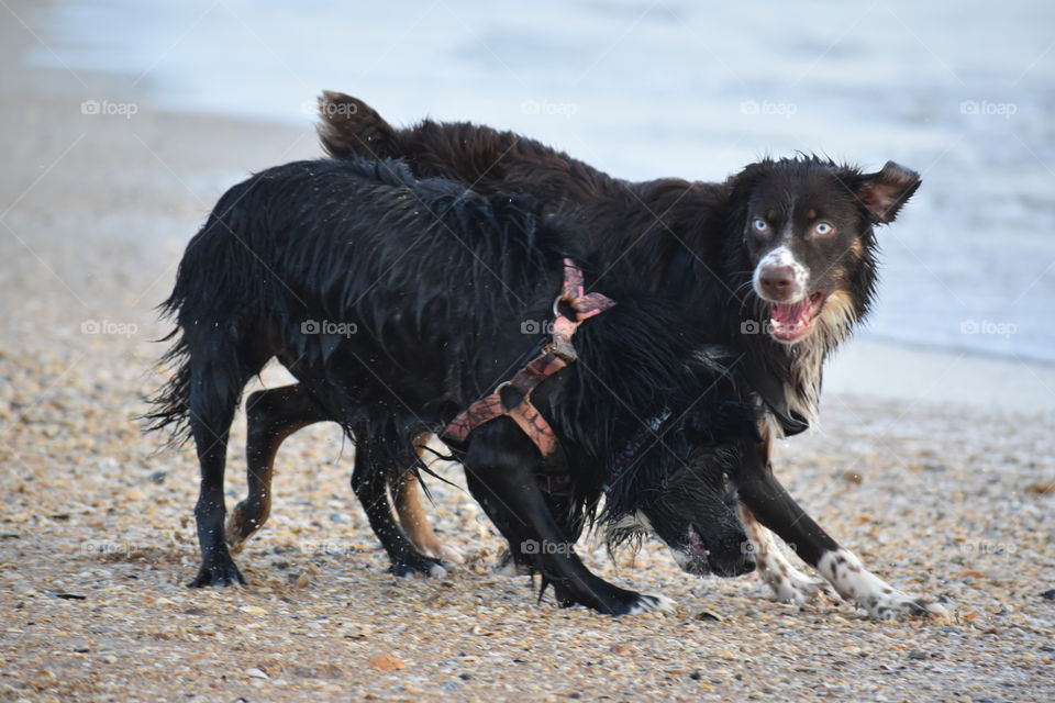 dogs playing at the Beach