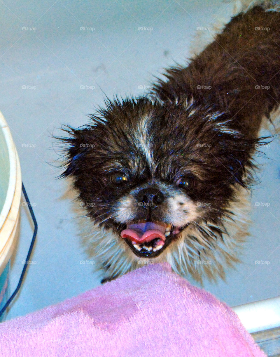 Happy Pekingese dog having a refreshing bath