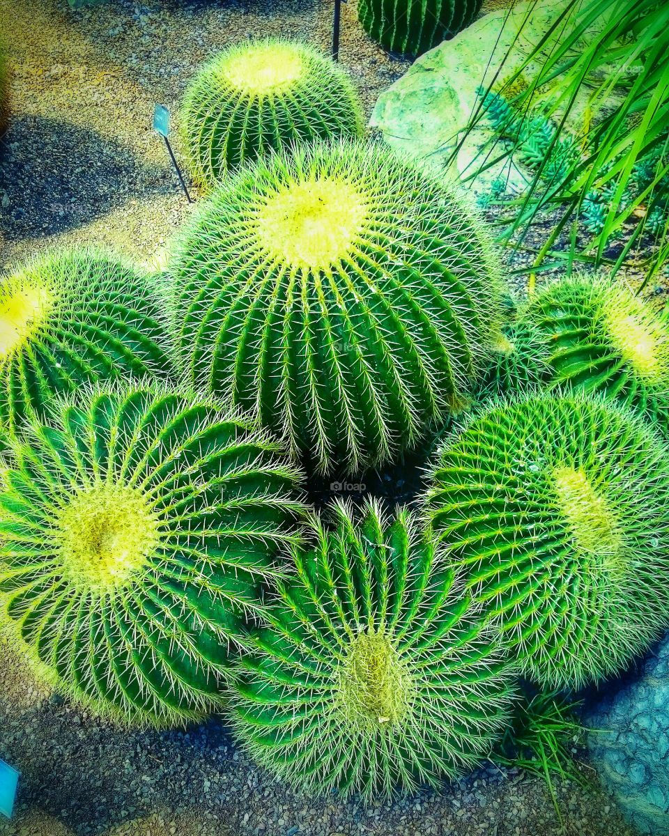cactus group . tropical garden 