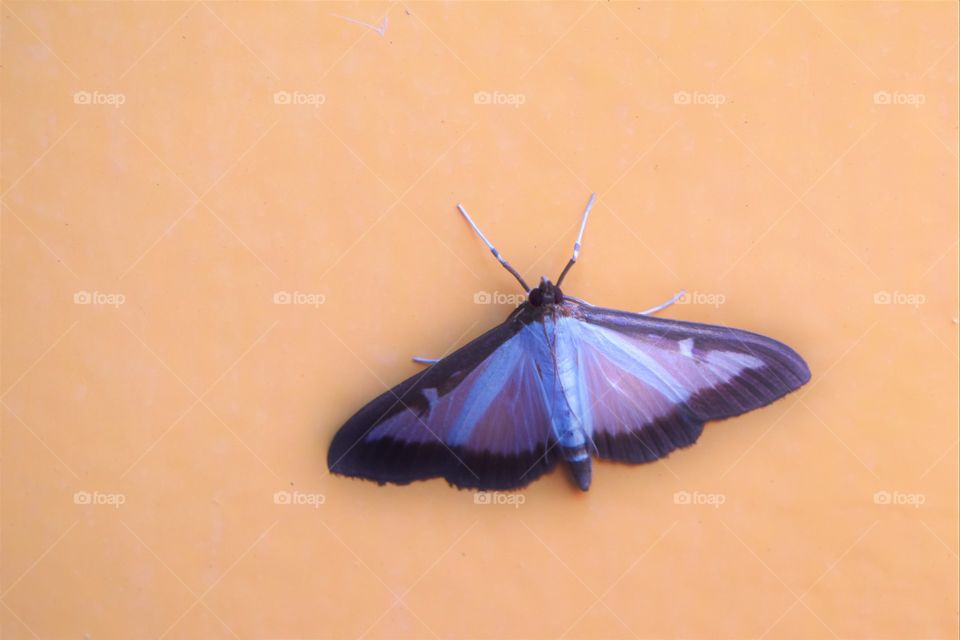 blue and black butterfly on orange background macro picture