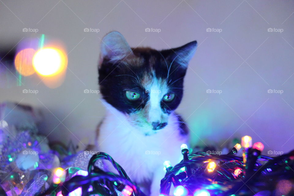 Kitty on the colorful christmas lights.