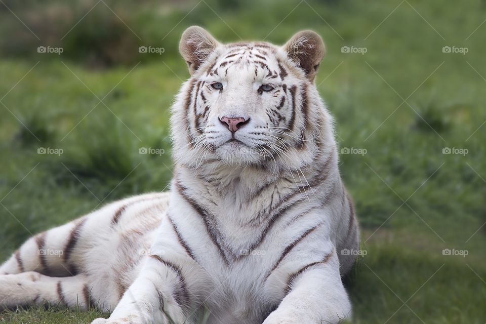 tiger white