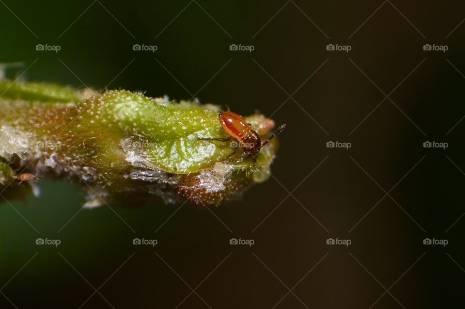Macro photo of a very tiny bug.