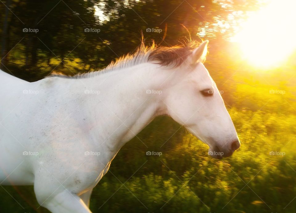 A gray horse running in a field with a golden sunset