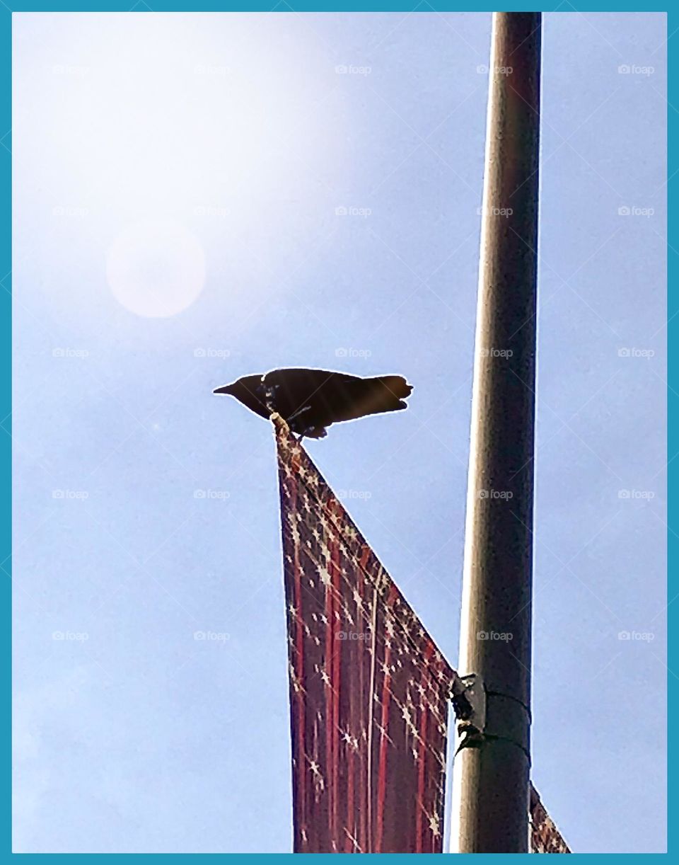 An enchanting crow standing in the mild sunlight on a late Saturday morning in December.