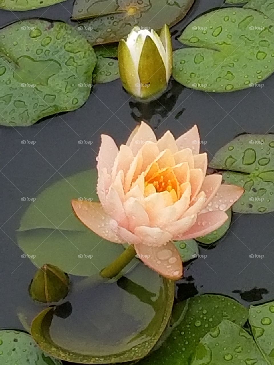 Summer rain on a lily pad
