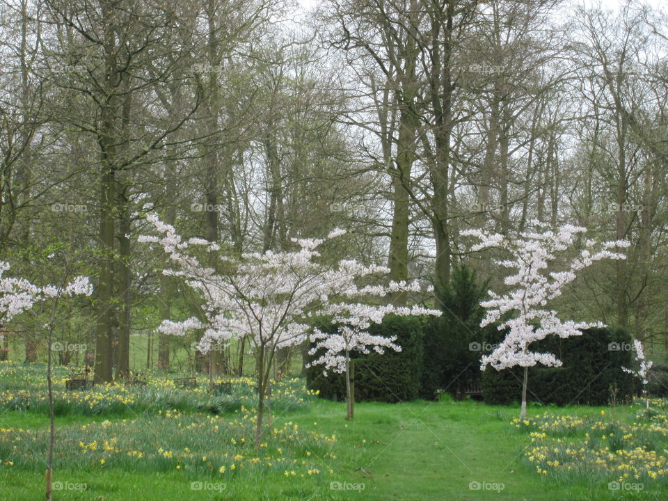 Tree, Landscape, Season, Nature, Park