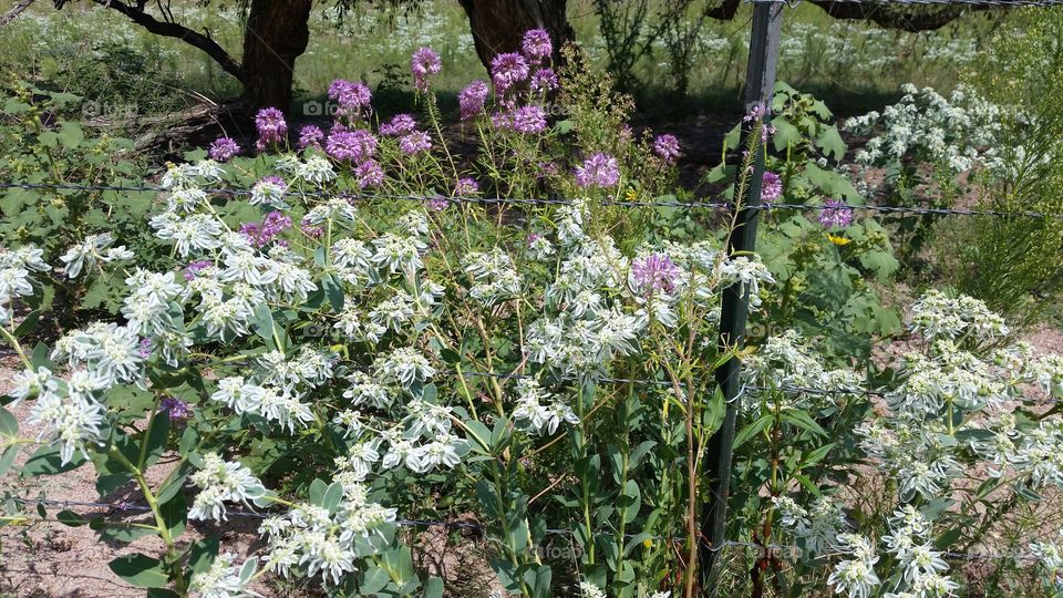 River Bottom Flowers