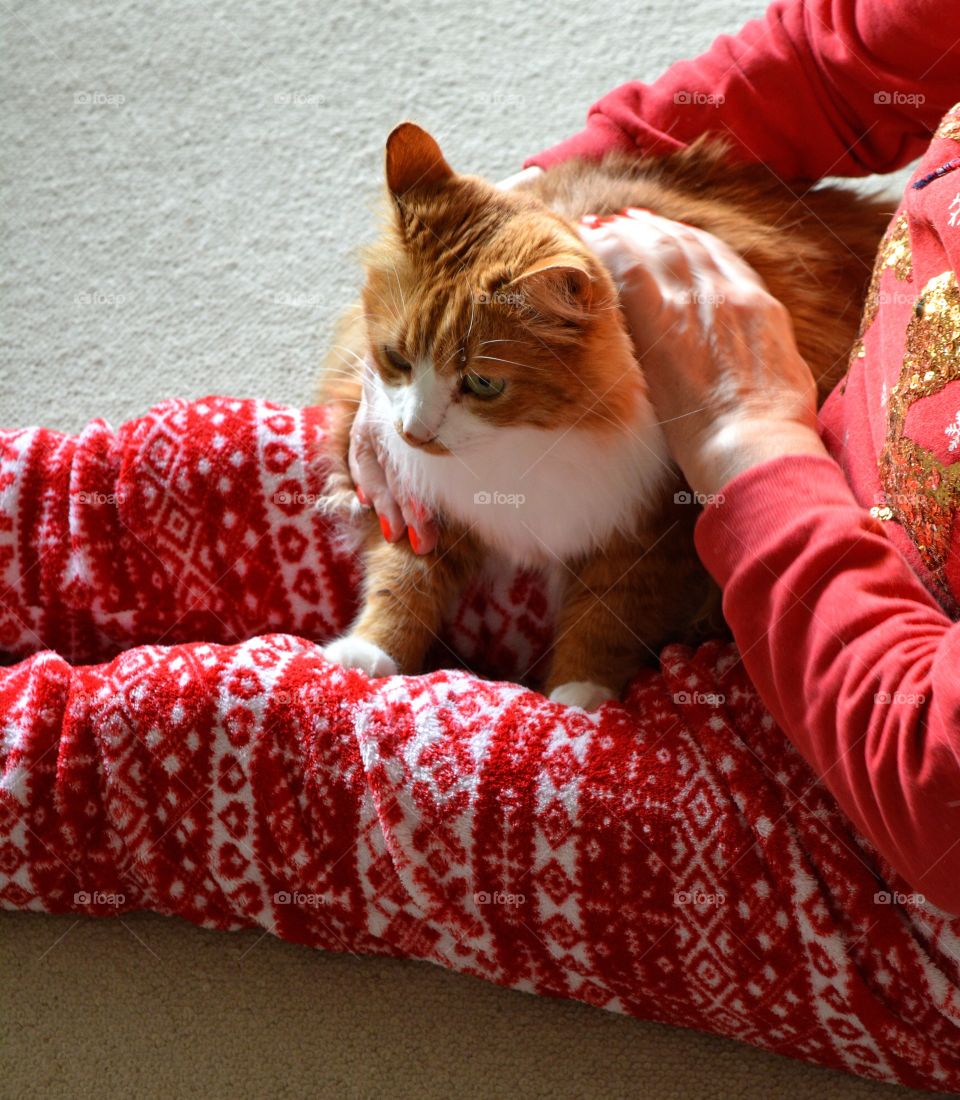 ginger cat and woman Christmas holiday