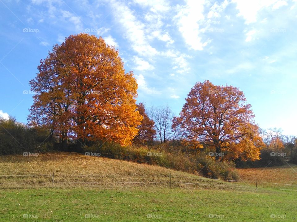 trees around us