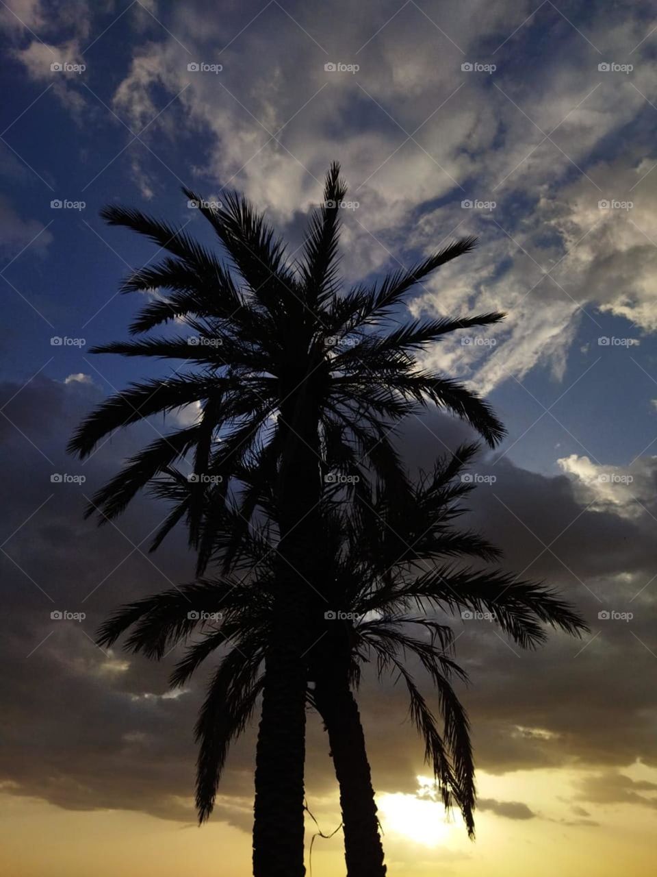 Beautiful Palm tree.