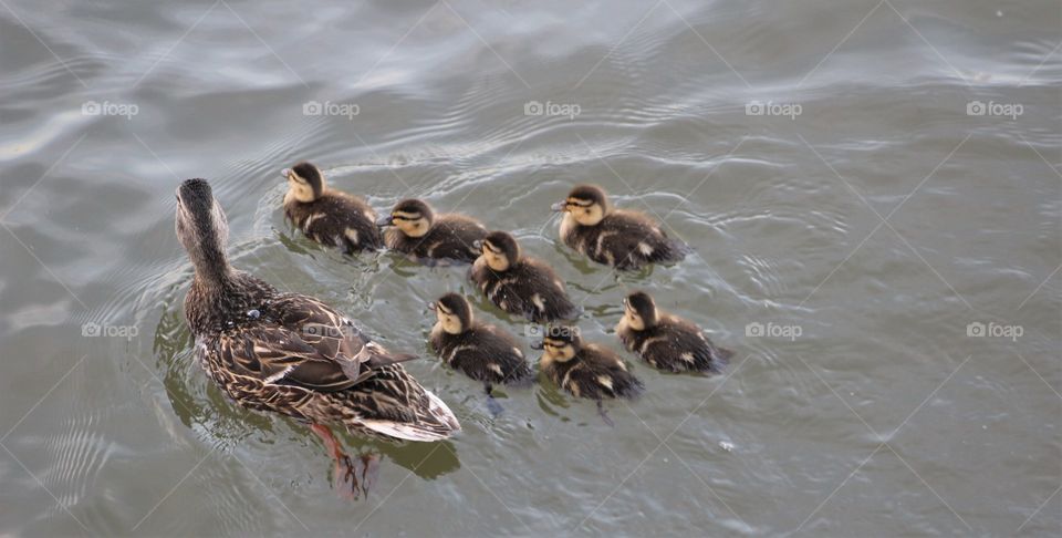 Seven tiny ducklings swimming close to mom mallard duck on Hudson River in May 