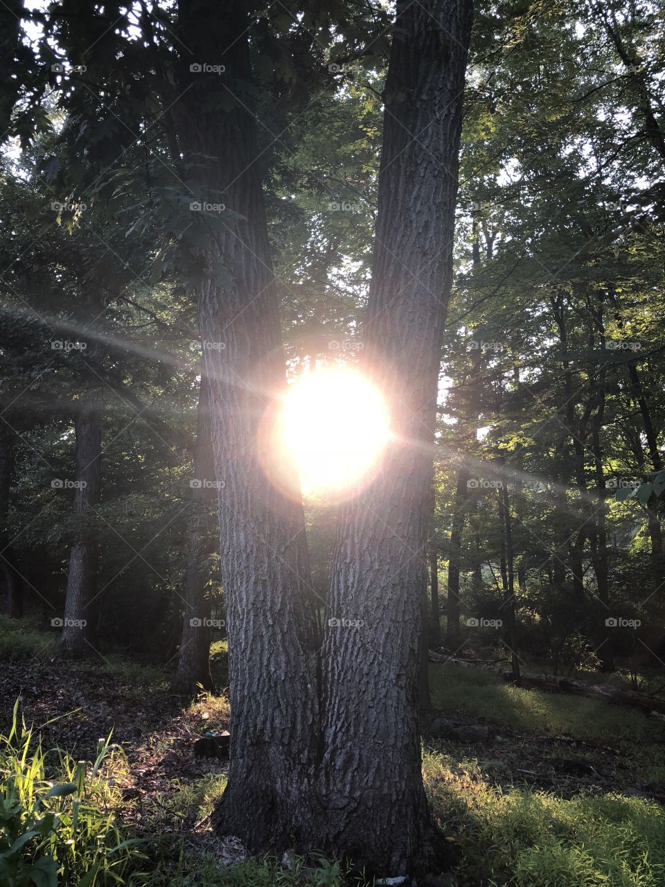 Sun cradled by arms of trees
