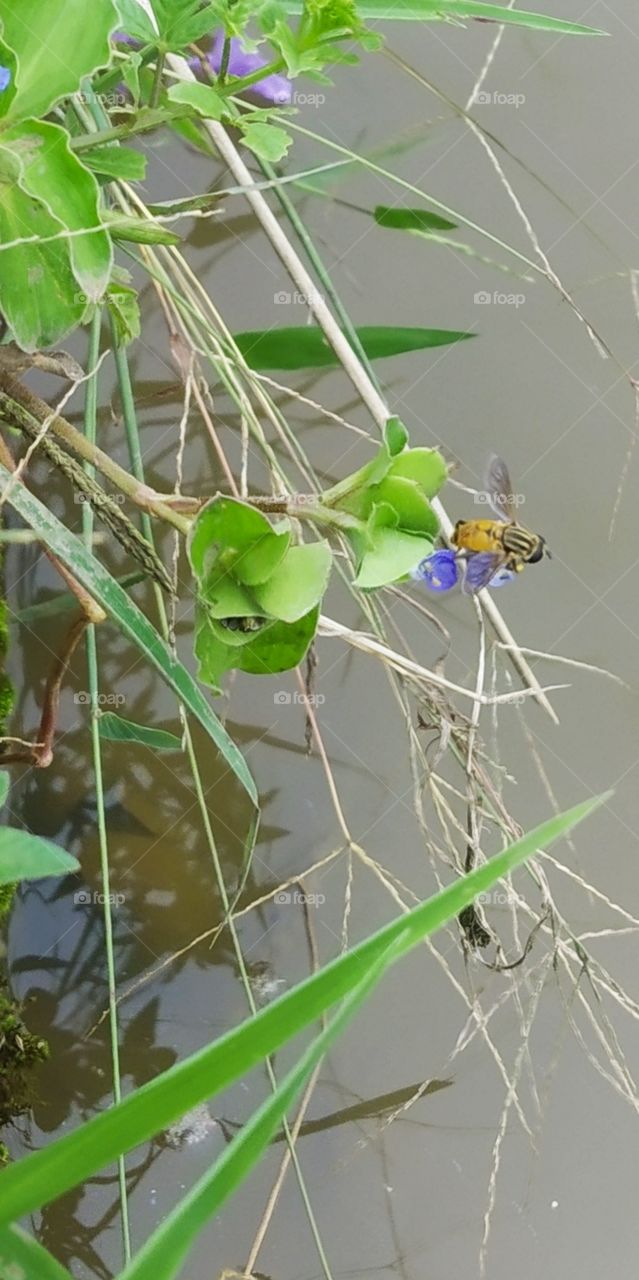 rice field fly