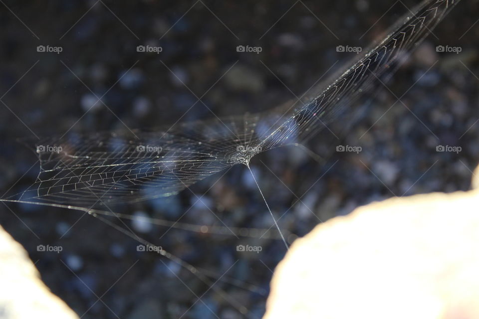 spider web