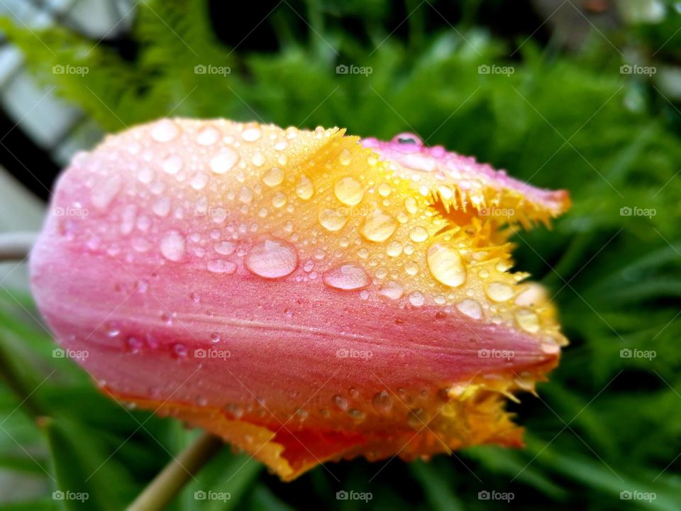 Close-up of flower bud with water drops