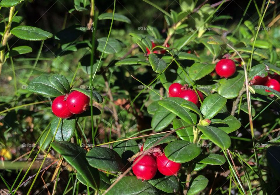 Lingonberries