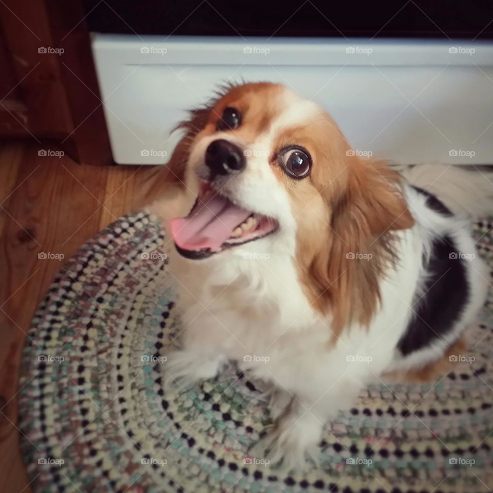 Smiling Papillon