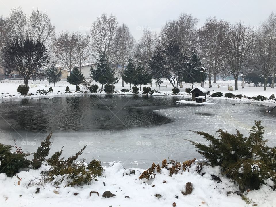 View of a frozen pond in forest