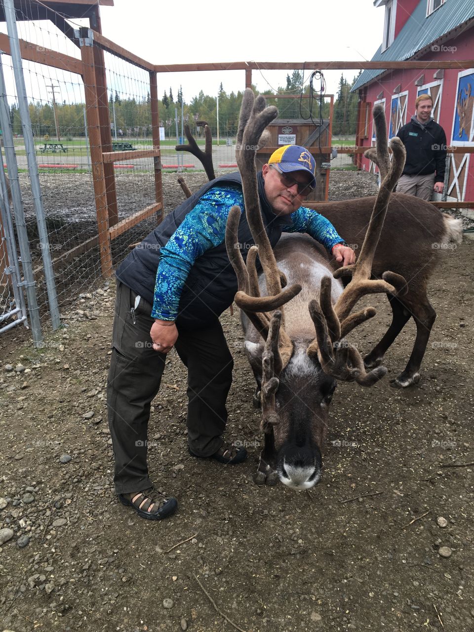 Reindeer tourist