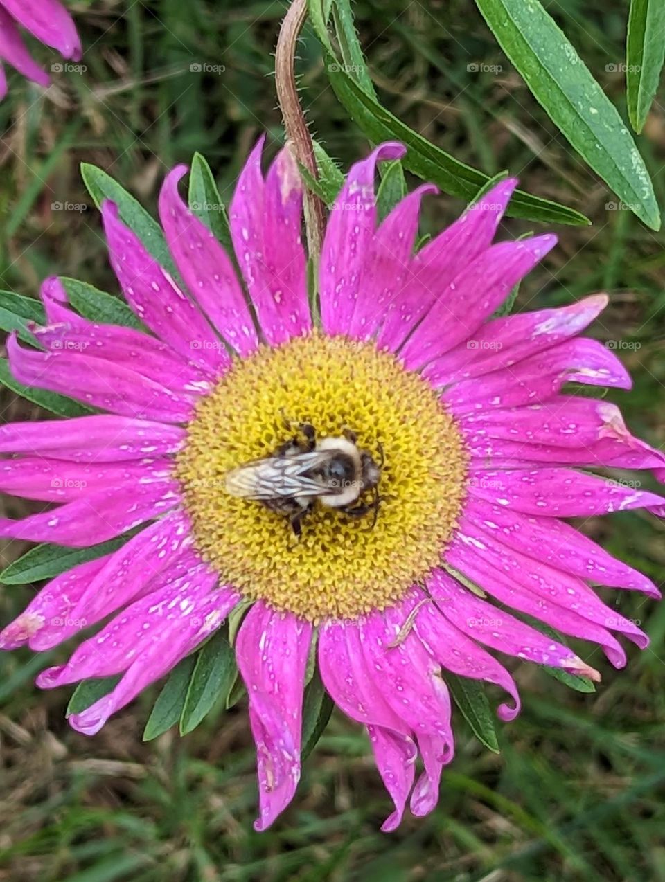 bumble bee on flower