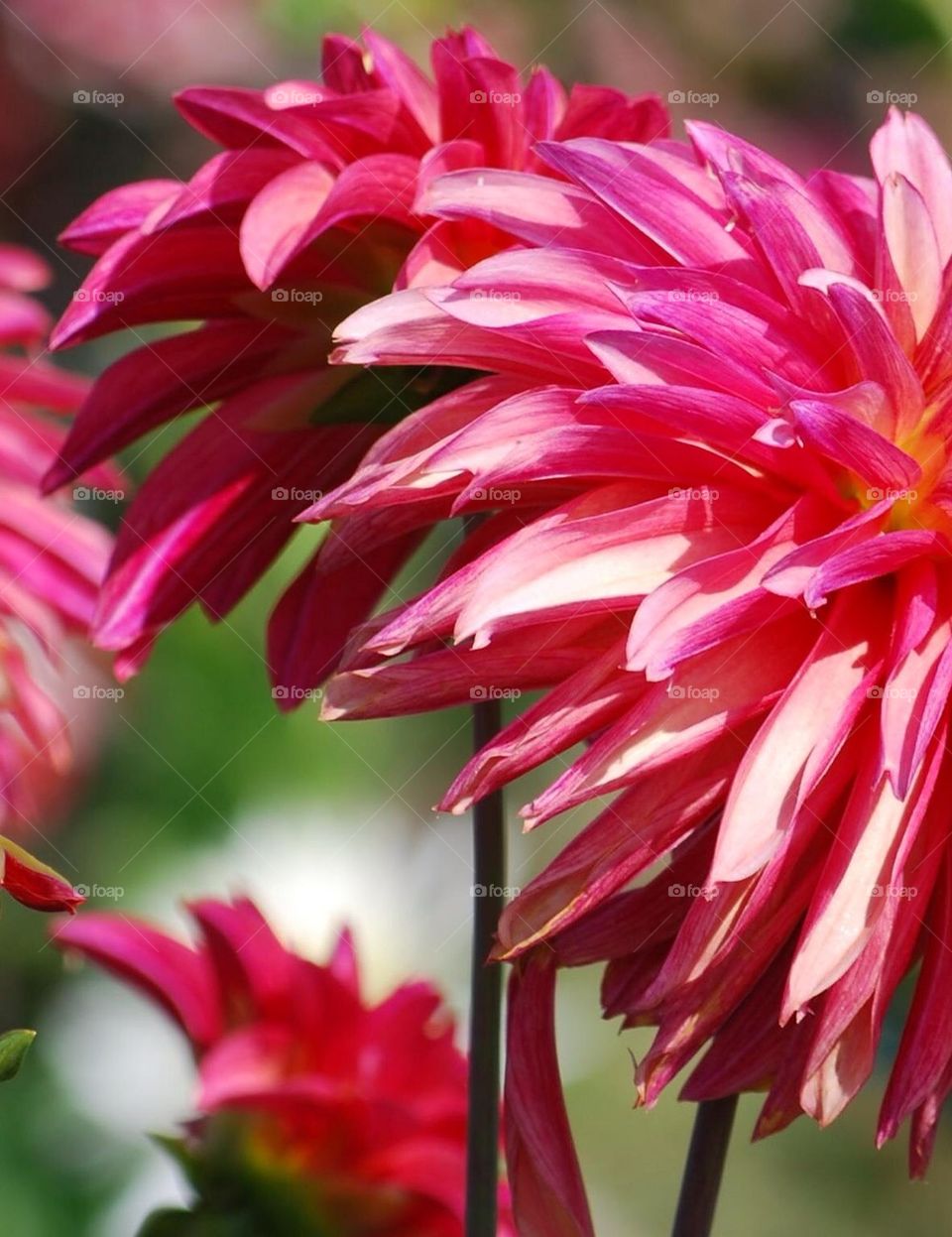 U-pick field of flowers