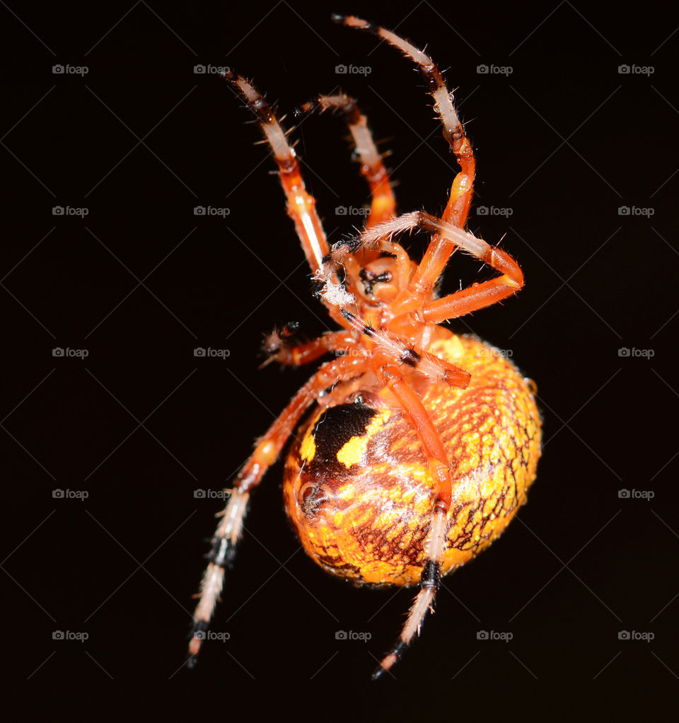 Marbles Orb Weaver Spider