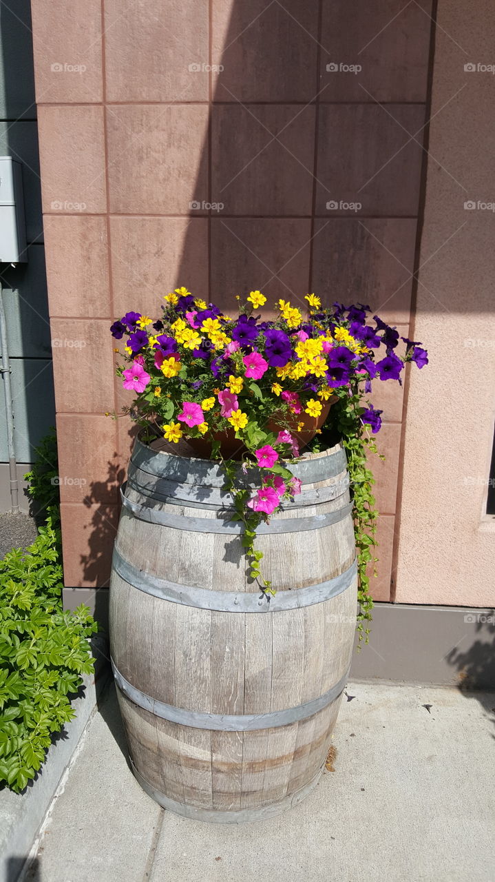 Flowering plant planted in barrel