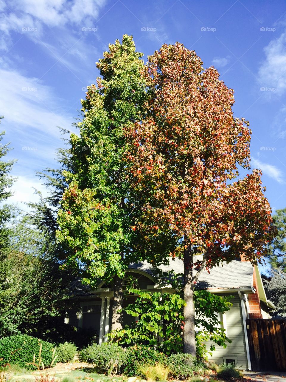 Twin trees in opposite colors.