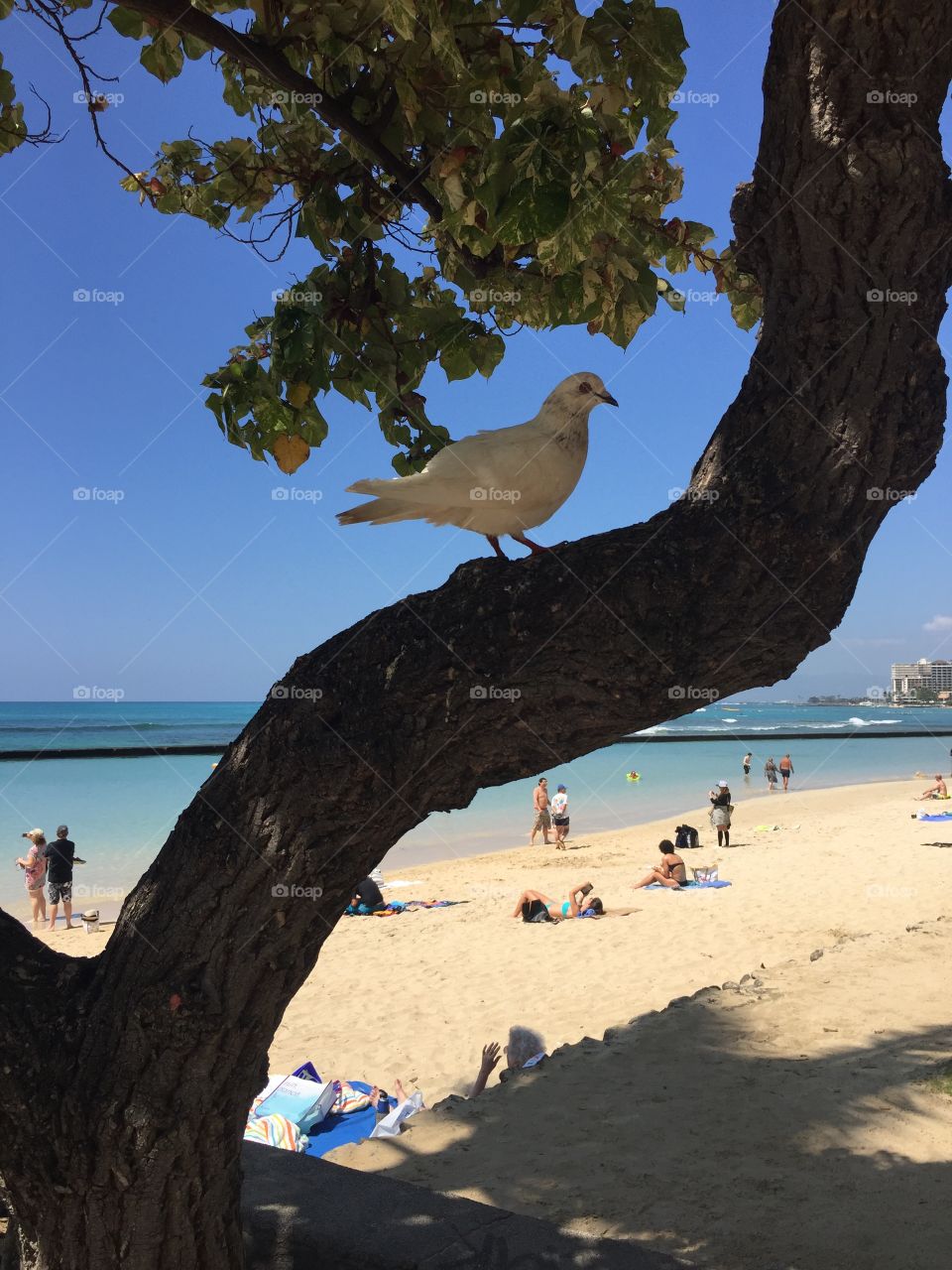 No Person, Bird, Tree, Sky, Water