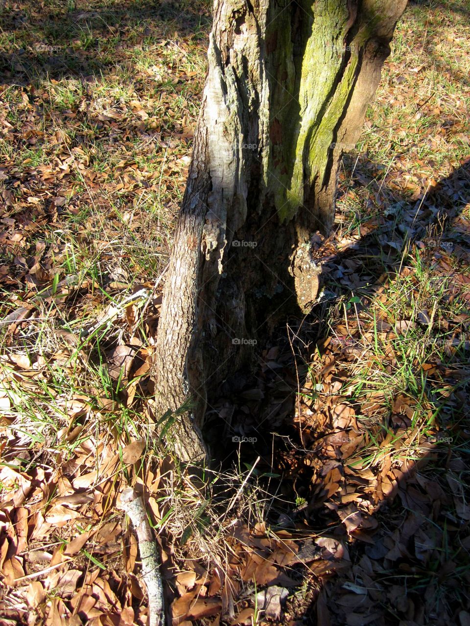 tree stump with lichen