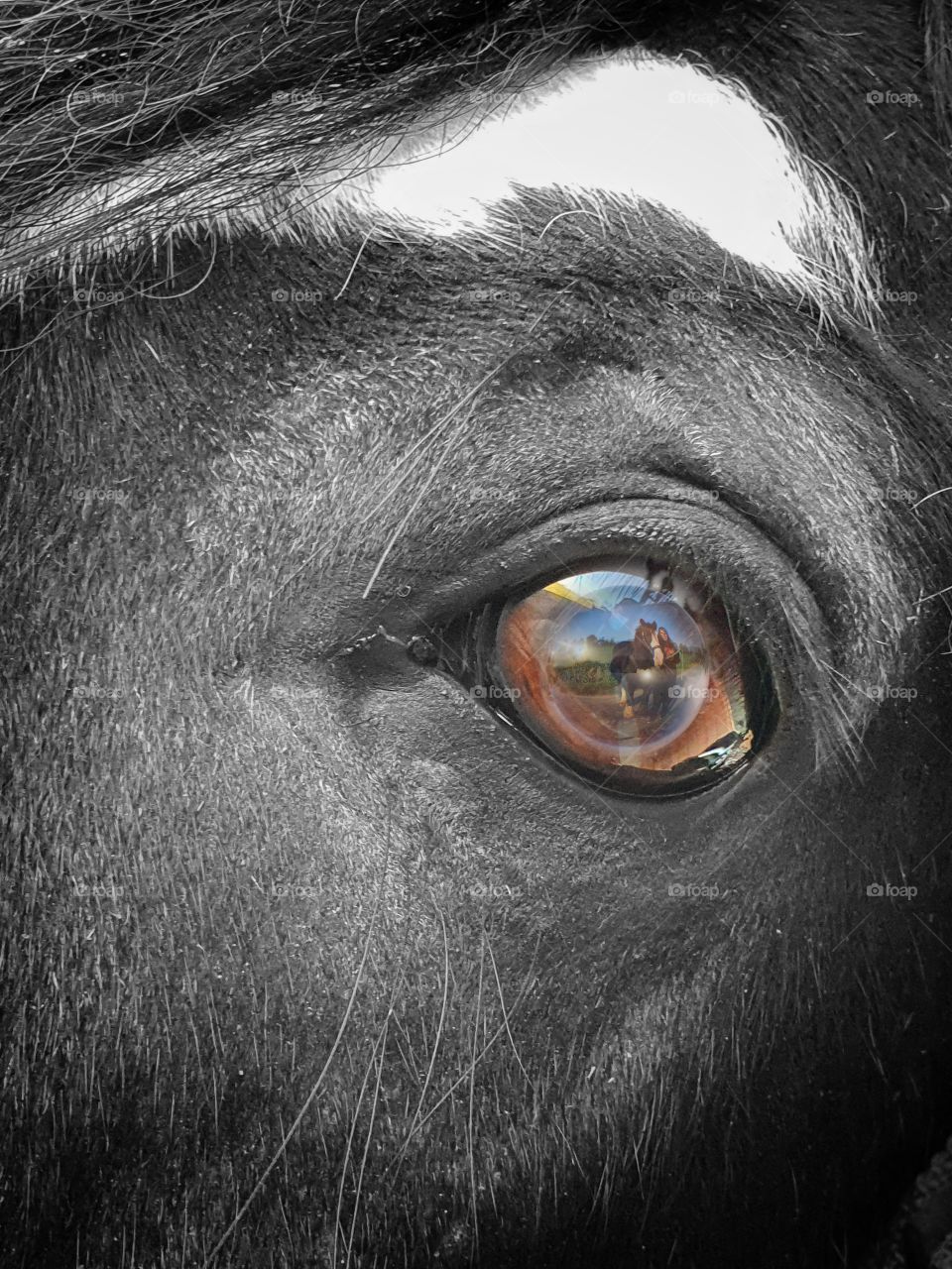 Horse-Eye special black and white