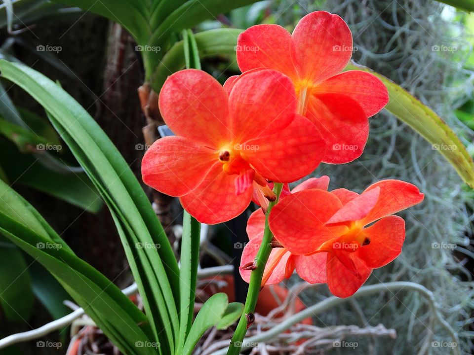Orange blooms