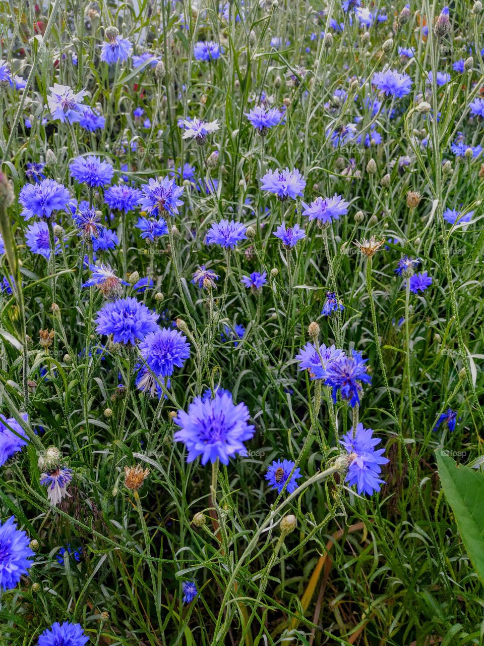 The sea of cornflowers