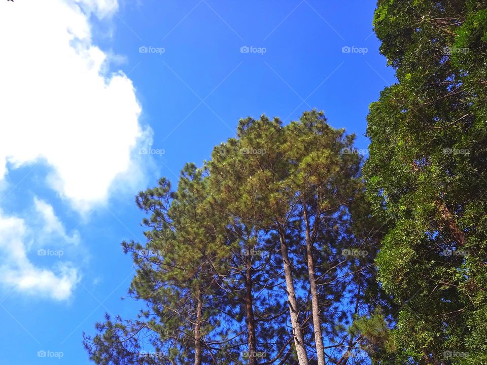 Trees, white clouds and blue sky
